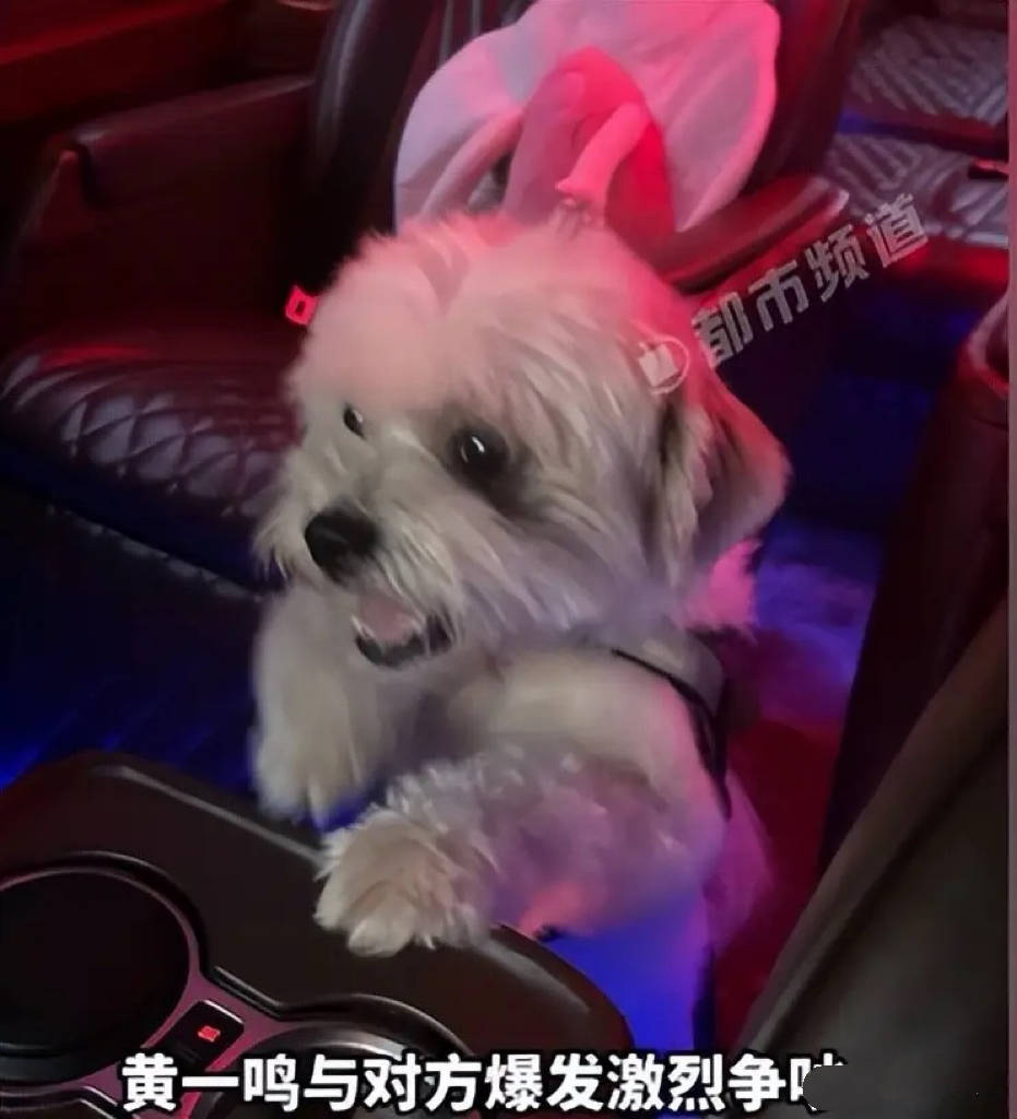 百万网红黄一鸣人设崩塌:前男友曝虐狗真相